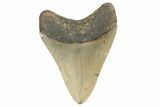Fossil Megalodon Tooth - North Carolina #190766-1